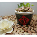 High quality broad beans / faba beans / fava beans for canning food